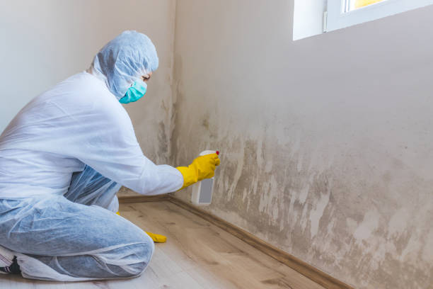 Licensed Attic Mold Removal service in Gladstone, NJ - WQB Mold Removal