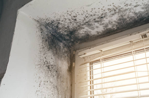 Affordable Attic Mold Removal solutions in Gladstone, NJ