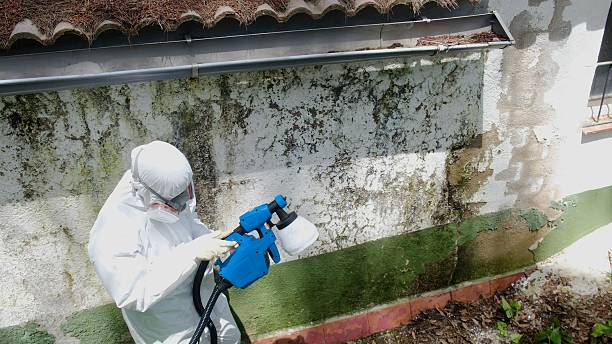 Top rated local Attic Mold Removal specialists in Gladstone, NJ